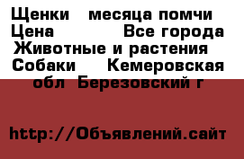 Щенки 4 месяца-помчи › Цена ­ 5 000 - Все города Животные и растения » Собаки   . Кемеровская обл.,Березовский г.
